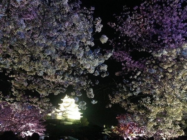 姫路城 夜桜